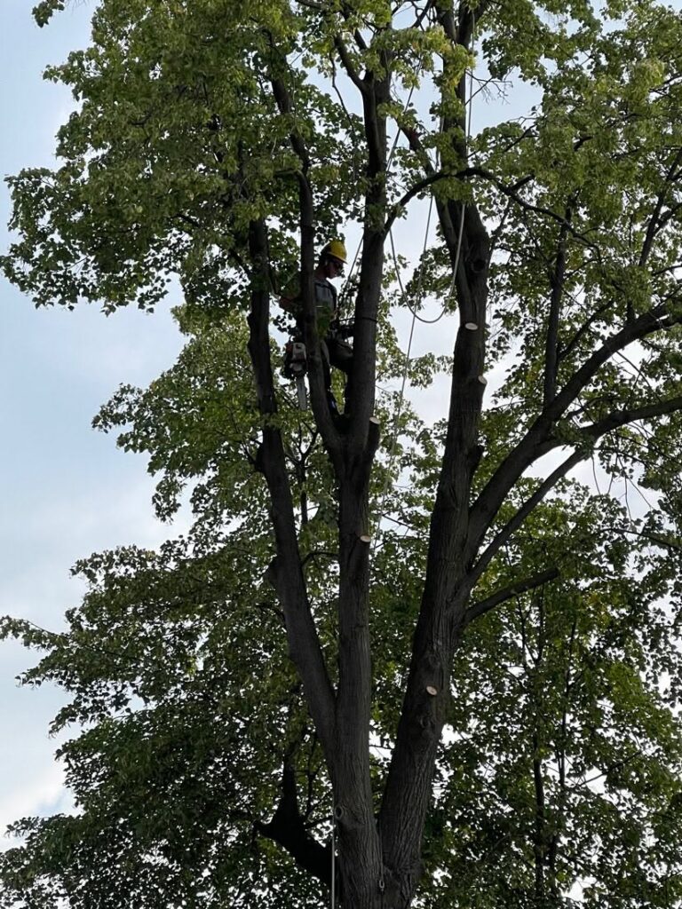 Élagage, Abattage et Essouchage d'arbres