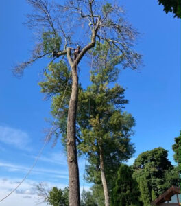 service-elagage-arbres-02